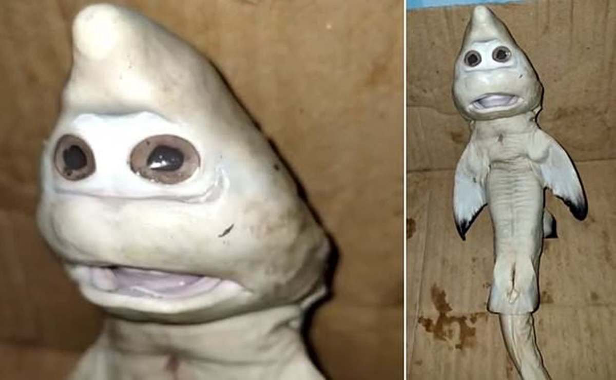 Pescador encuentra a cría de tiburón con “rostro humano”