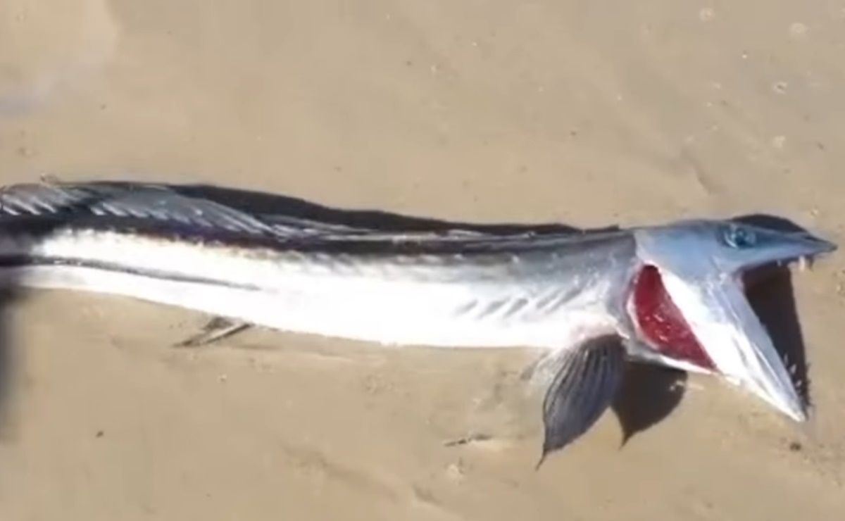 Captan a criatura extraña de la zona crepuscular en playa de California