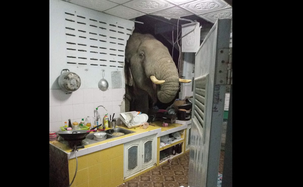 Video. Elefante irrumpe, una vez más, en cocina
