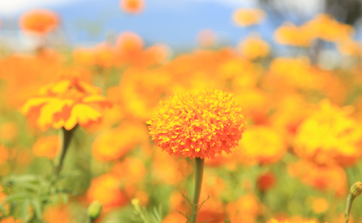 Día de Muertos: 6 cosas que debes saber de la flor de cempasúchil