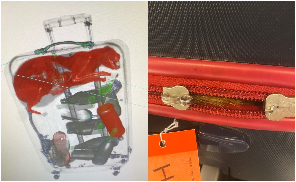 Agentes de la TSA encuentran a gato vivo dentro de maleta en aeropuerto de Nueva York