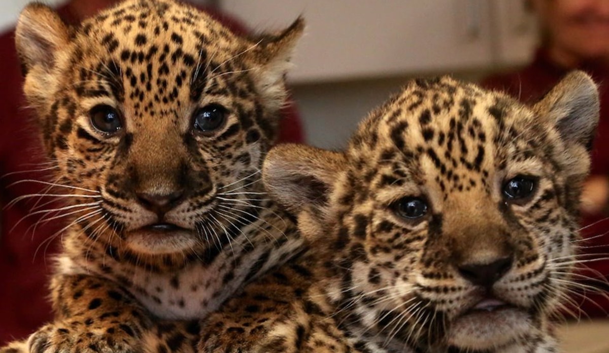 jaguares, Memphis Zoo, Tennessee