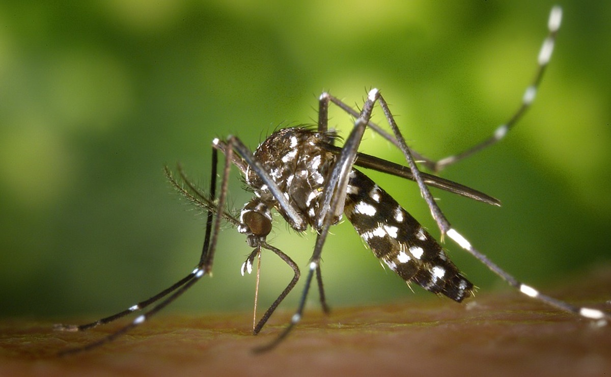 ¿Por qué los mosquitos pican más a algunas personas que a otras, según la ciencia?