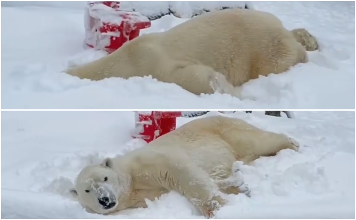 Video. Oso polar disfruta de la nieve en zoológico de Washington y se hace viral