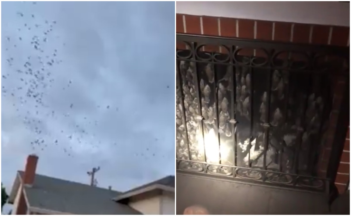 Casas de California son invadidas por cientos de pájaros