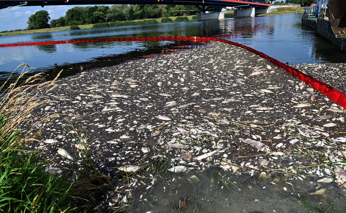 Sacan 100 toneladas de peces muertos en río entre Polonia y Alemania