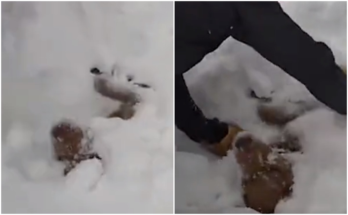 Video. Jóvenes rescatan a perrito de mortal avalancha en Colorado