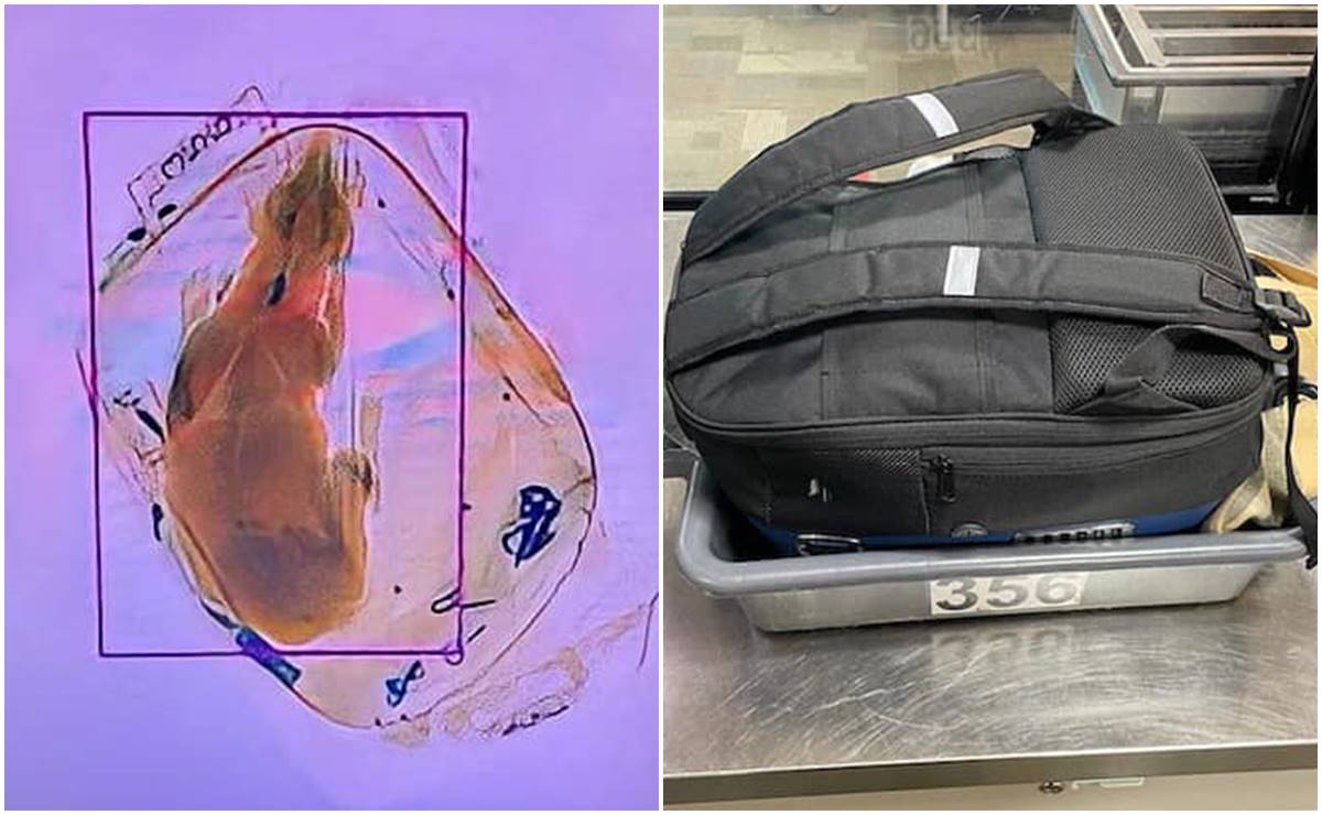 Encuentran perro en rayos X de aeropuerto de Wisconsin