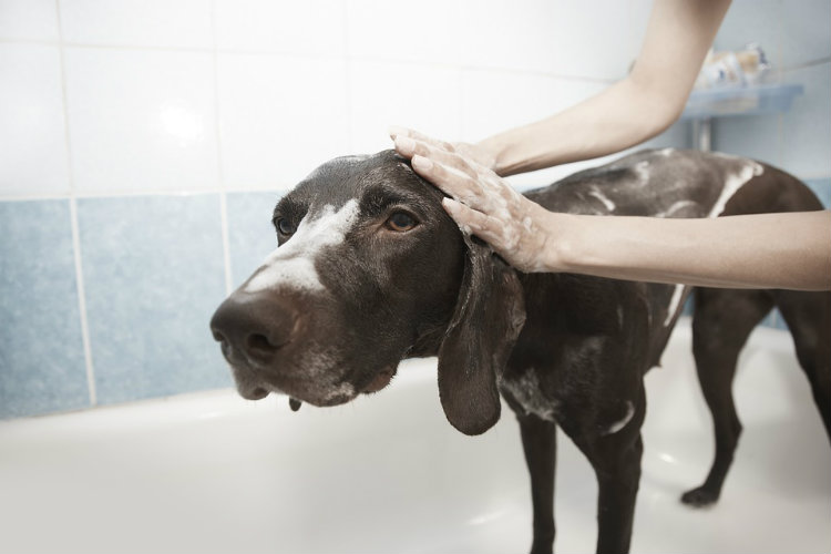 ¿Cómo cuidar a los perros de las pulgas y garrapatas en temporada de calor?