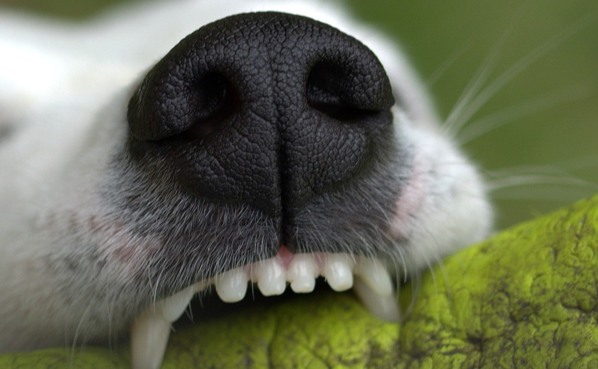 Consejos para evitar las mordeduras de tu perro, según los expertos