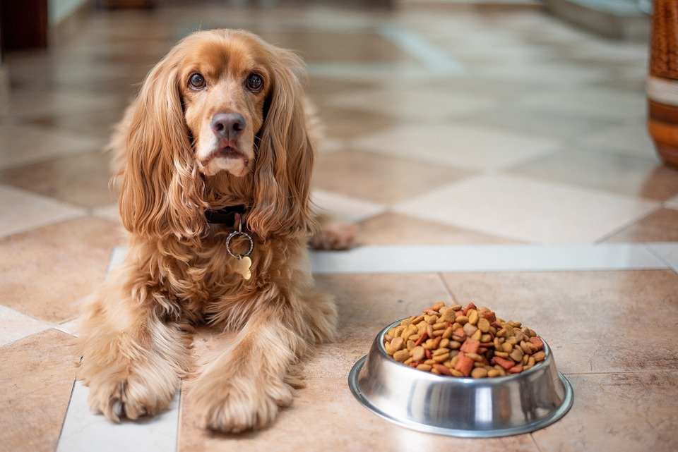 Las vitaminas que tu perro necesita para mantenerse saludable, según los expertos