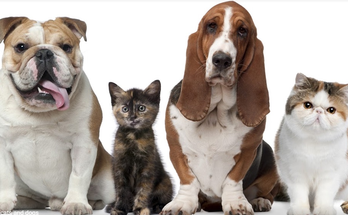 Coronavirus. ¿Se puede usar detergente o gel antibacterial en perros o gatos?