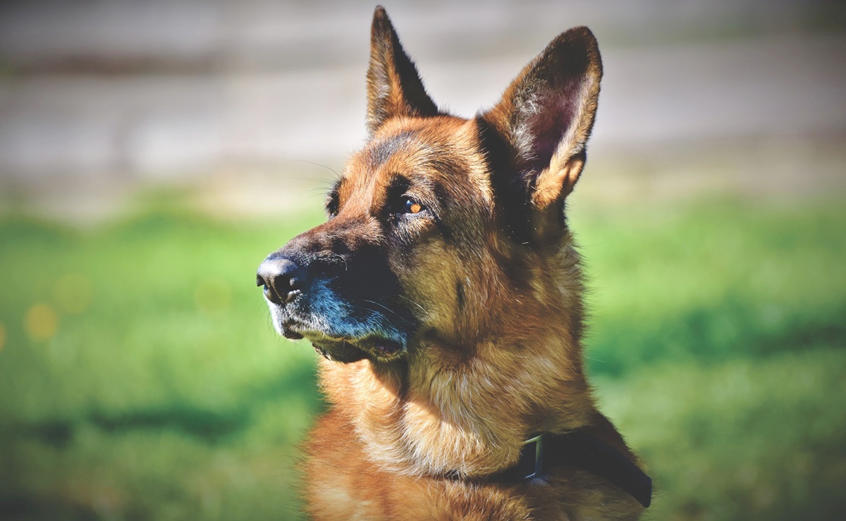 Las razas de perros más inteligentes, según American Kennel Club