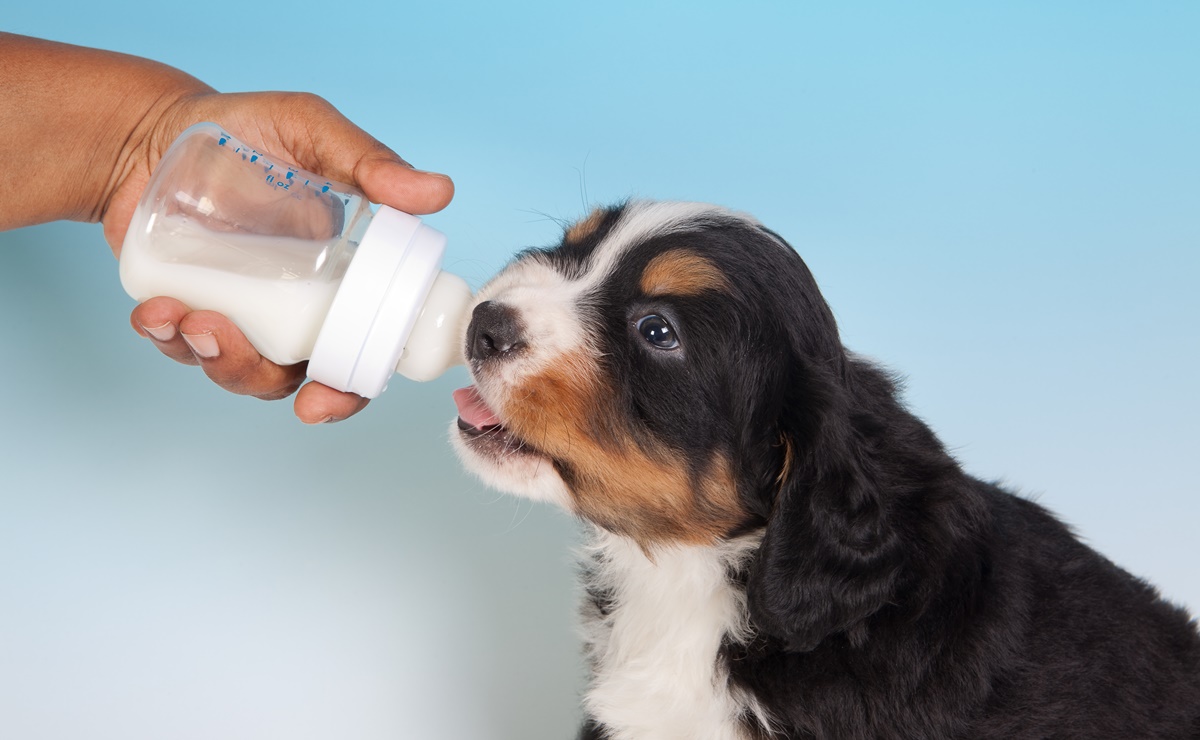 ¿Pueden los perros pueden tomar leche? ¿Les hace daño? Esto dicen los expertos