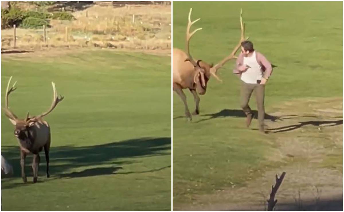 Video. Alce toro ataca a turista que lo fotografiaba en parque de Colorado
