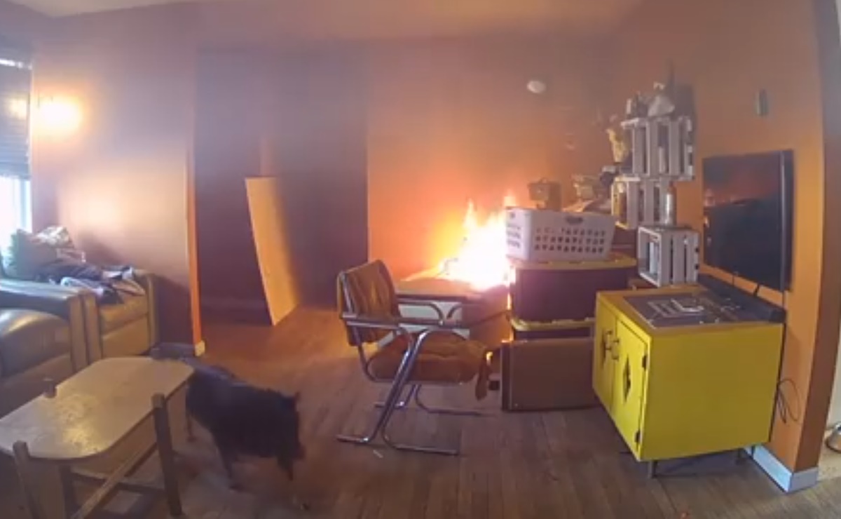 video, perro, incendio