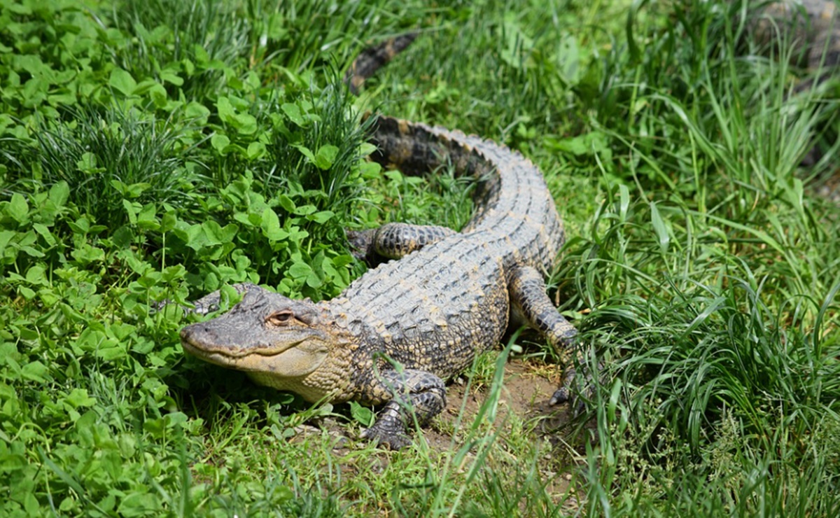 Atrapan a caimán de casi 3 metros en el patio de una vivienda de Florida