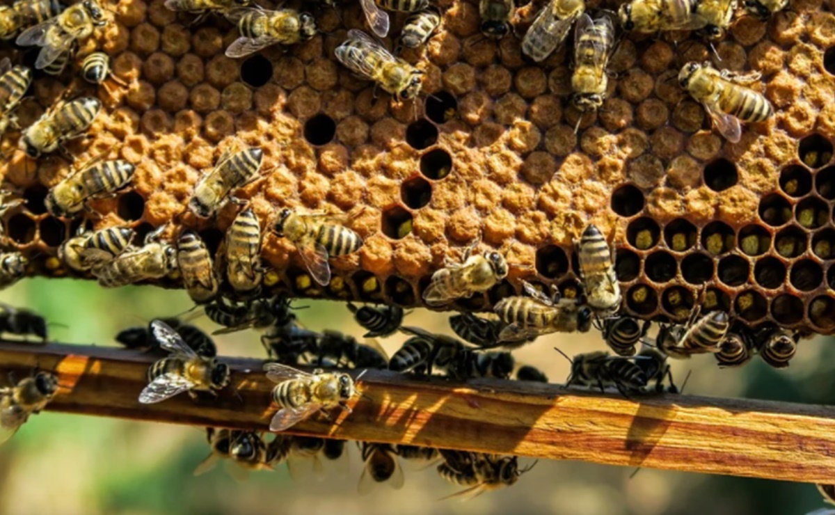 Roban 60 mil abejas de campos polinizadores de Pensilvania
