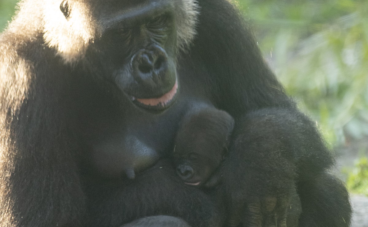 Ada, la nueva gorila bebé en Disney's Animal Kingdom