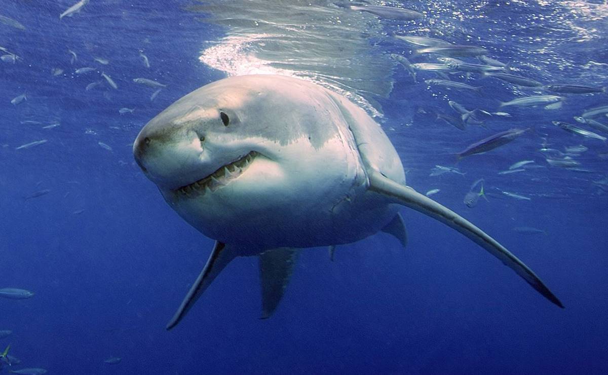 ataque de tiburón en Hawái