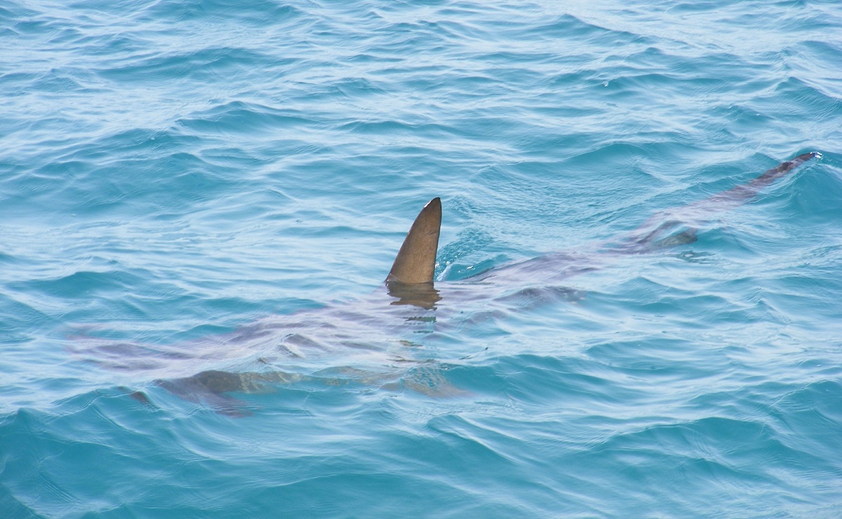 ataque de tiburón en Maine