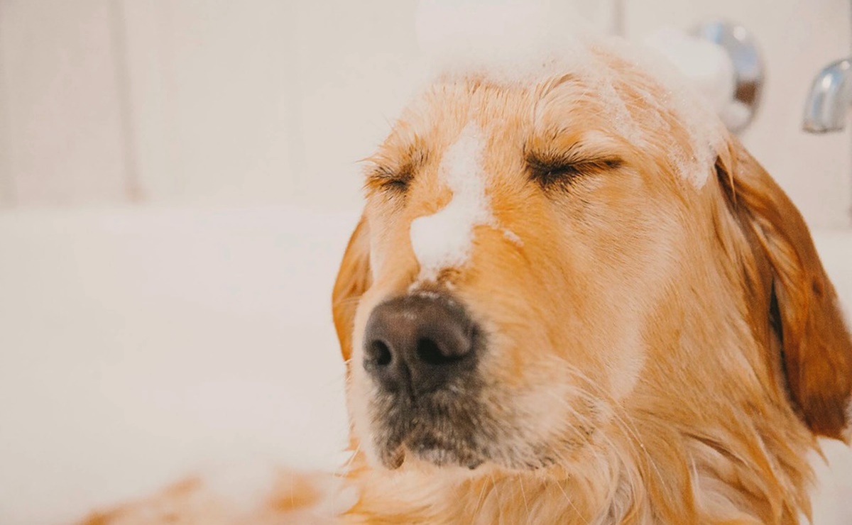 ¿Cada cuánto se deben bañar los perros, según los expertos?