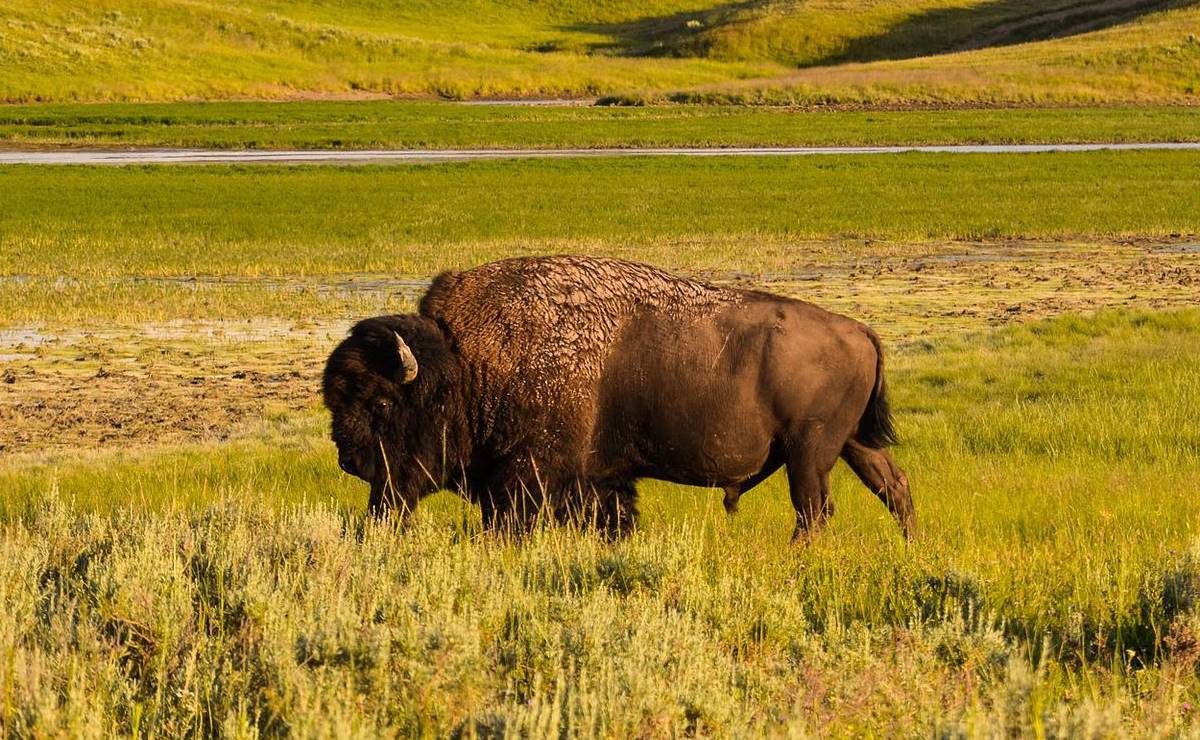 Hospitalizan a turista tras ser atacada por bisonte en Yellowstone