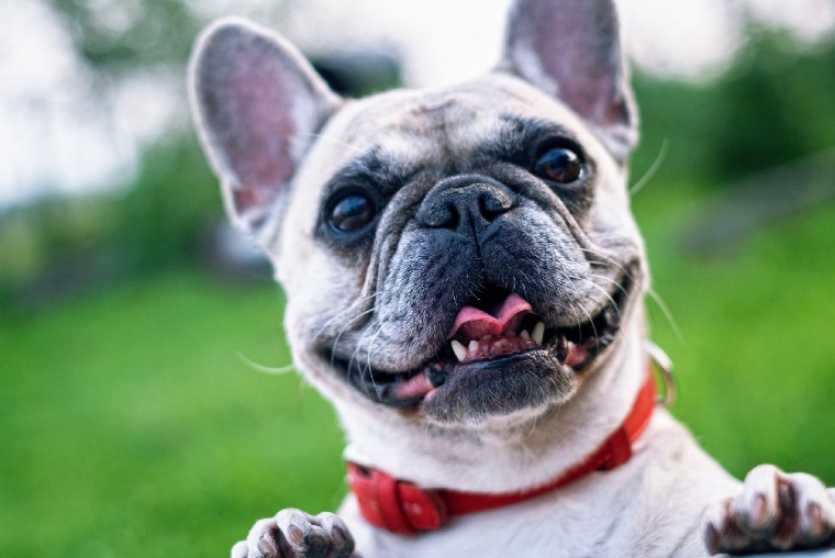 ¿Podría el bulldog francés convertirse en el perro favorito de Estados Unidos?