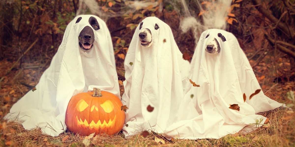 Halloween, disfraz, disfraz de Halloween, disfraz de Halloween para perro,