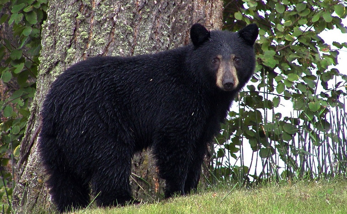 Residente dispara contra oso que irrumpió en su casa en California