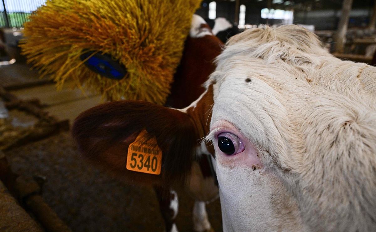 Video. ¡Impactante! Calor extremo en Kansas mata miles de cabezas de ganado