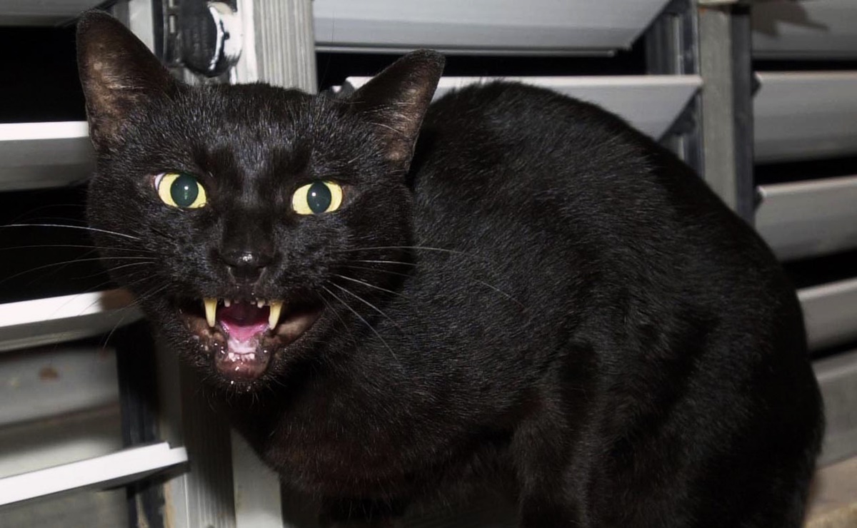 Las supersticiones detrás de los gatos negros