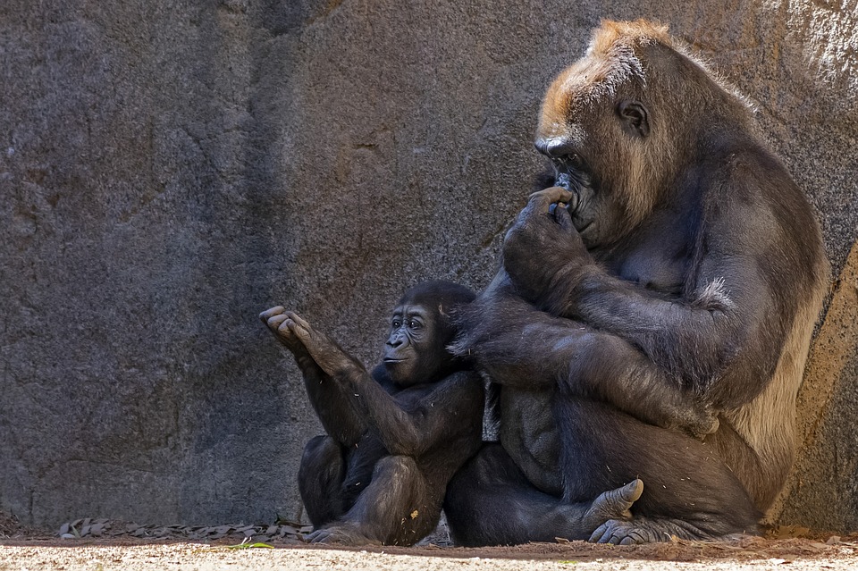 Bebé gorila y mamá gorila