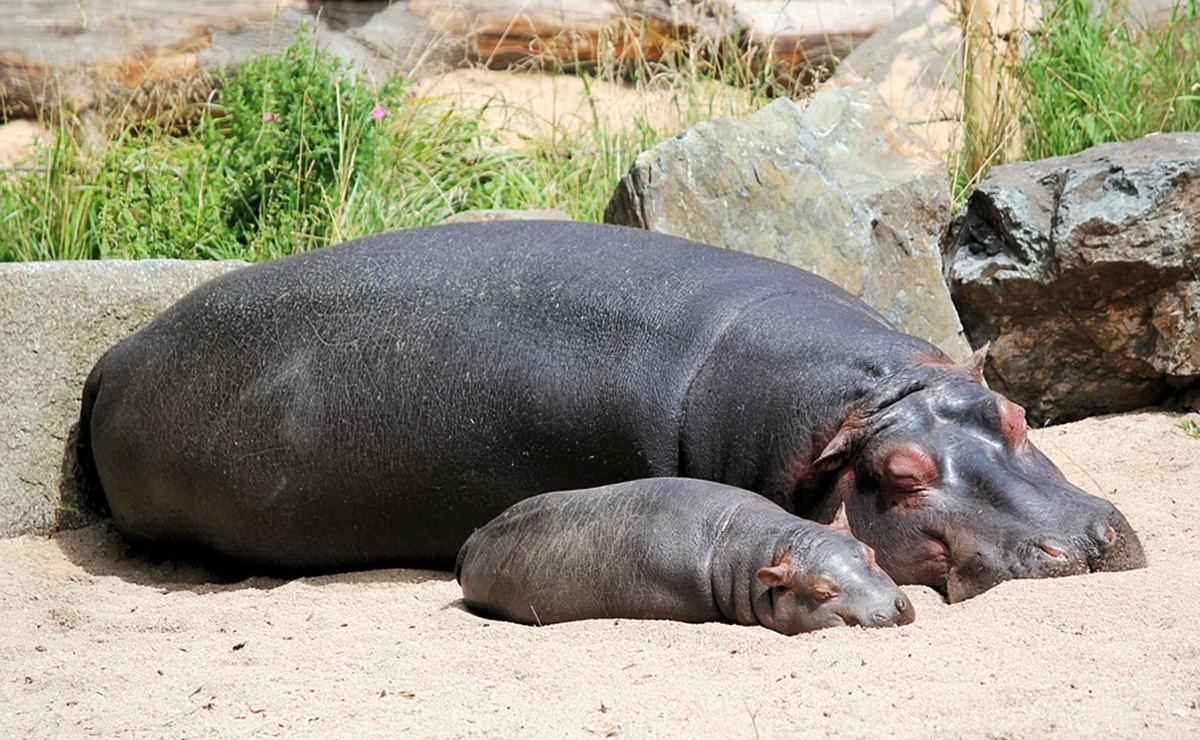 Hipopótamos en San Diego Zoo