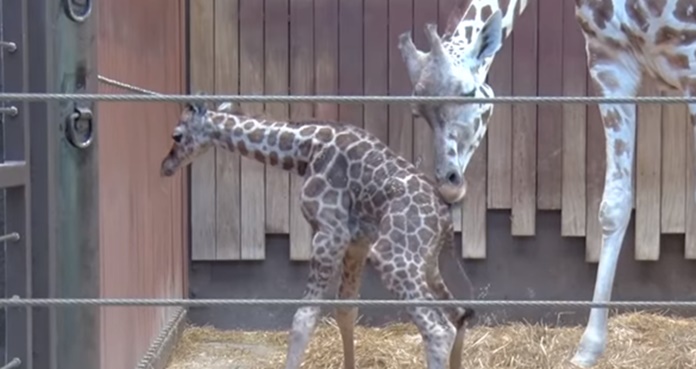 jirafa, jirafa bebé, zoológico de Milwaukee, Milwaukee