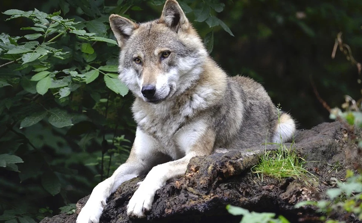 Lobos atacan a empleada de parque en Carolina del Norte