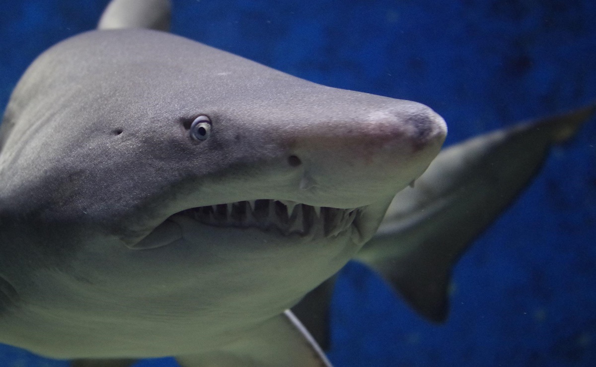 Hospitalizan a hombre por mordedura de un tiburón en Florida