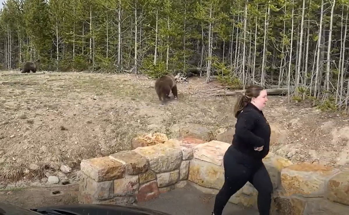 Mujer enfrenta cargos por acercarse a osos para grabar video en Yellowstone