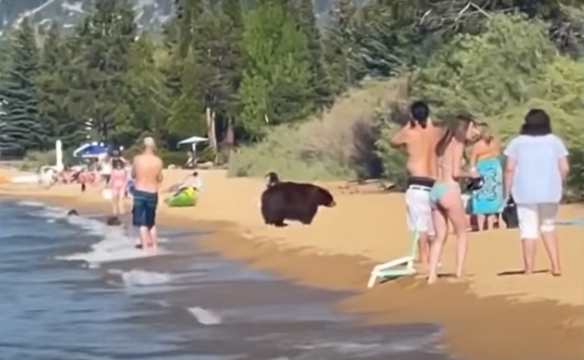 oso playa california