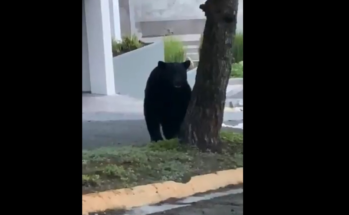 Videos. Captan a osos por calles de Monterrey