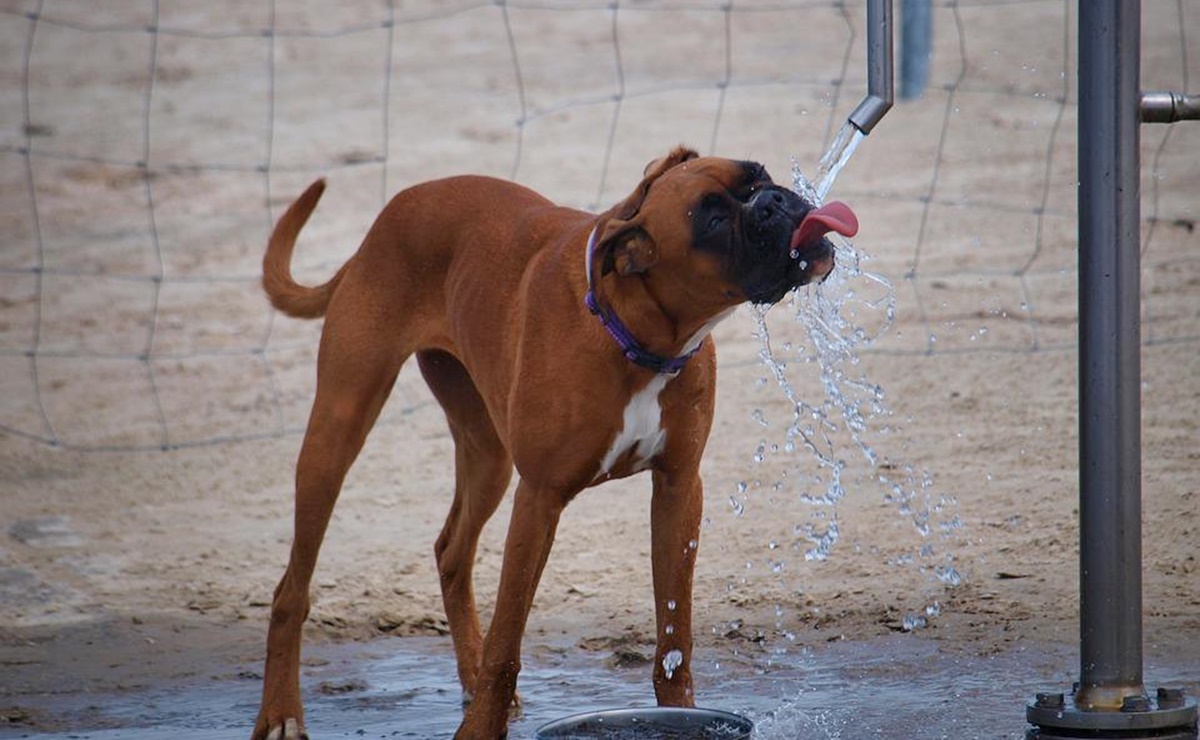 ¿Cómo cuidar la salud de los perros durante las olas de calor?