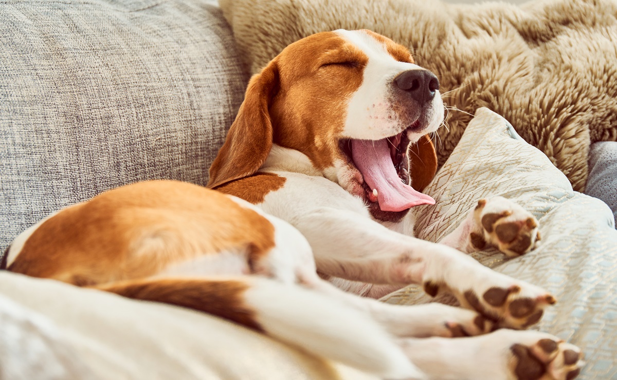 ¿Cuánto deben dormir los perros por día? Esto dicen los expertos