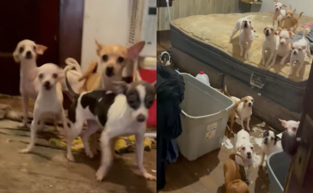 Rescatan a casi 100 cachorros desnutridos encerrados en Pensilvania
