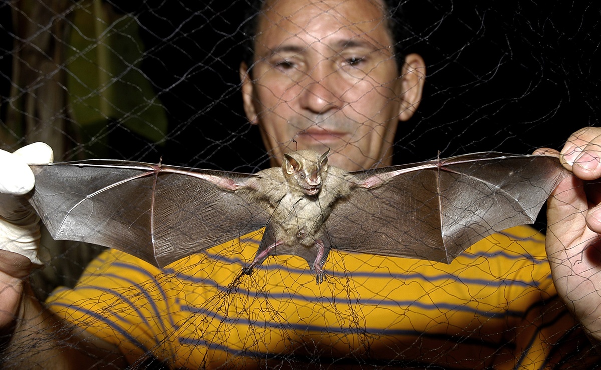 Aumentan casos de rabia humana relacionada con murciélagos en EU