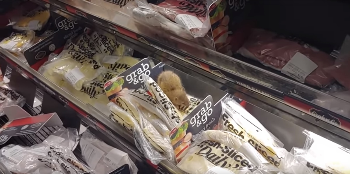 rata queso supermercado Alsip Illinois