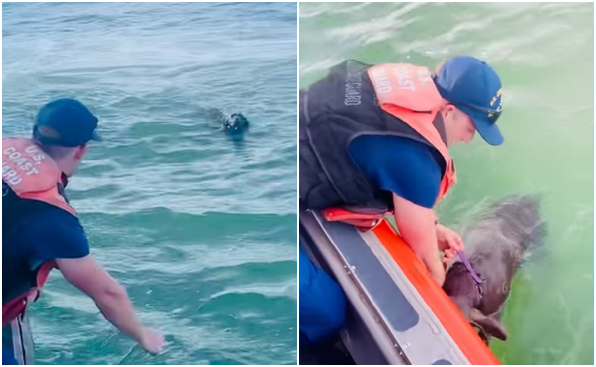 Video. Rescatan a perrita tratando de sobrevivir en medio del mar