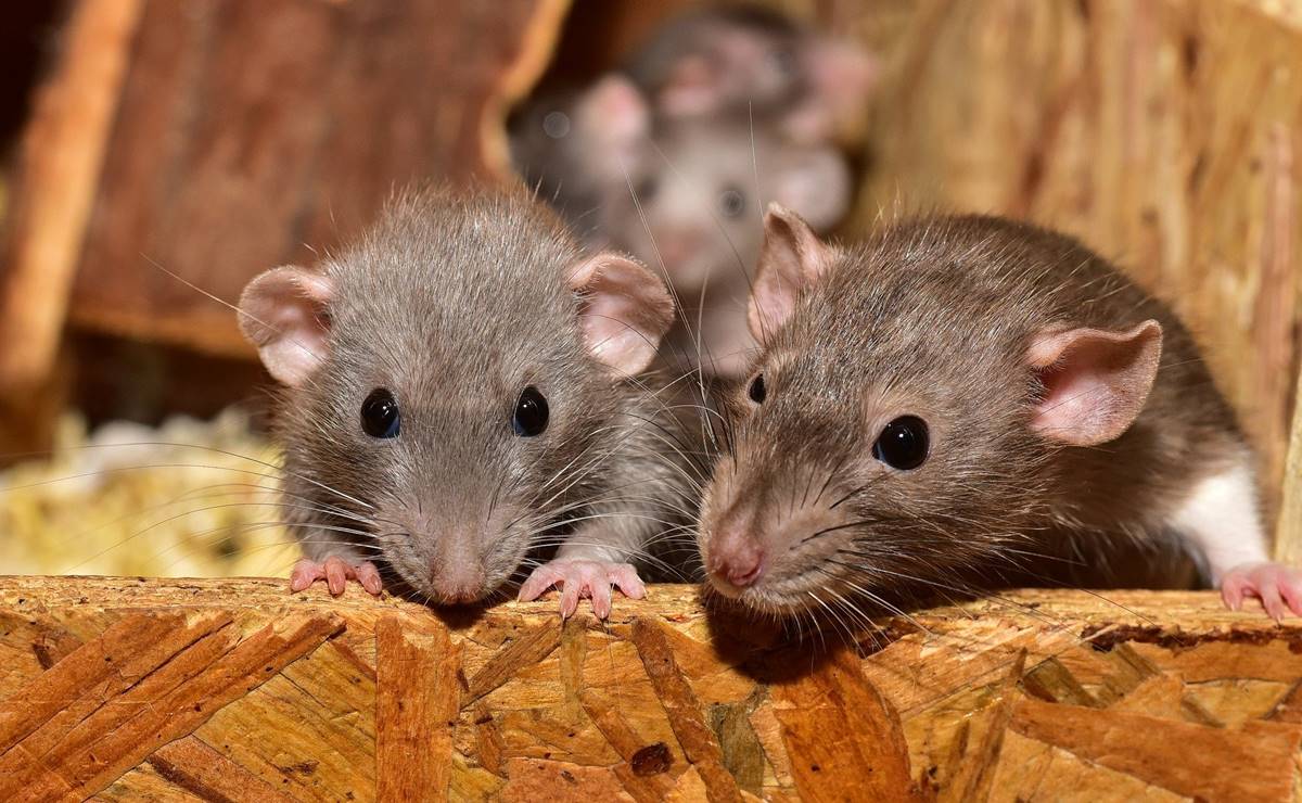 Advierten riesgo de transmisión del virus de hepatitis E de roedores a humanos