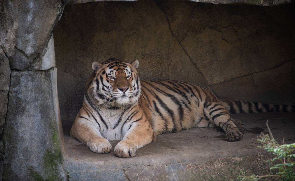 Tigre muere tras contraer COVID en zoológico de Ohio