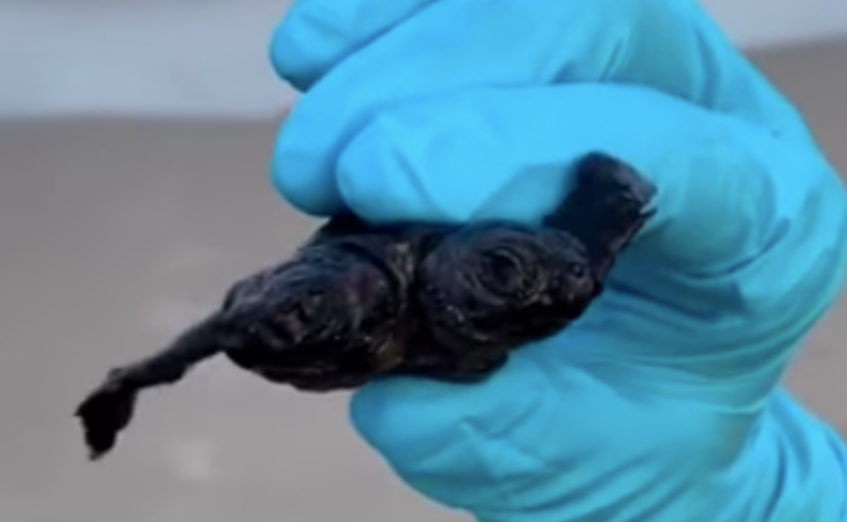 Encuentran extraña tortuga con dos cabezas en Carolina del Norte