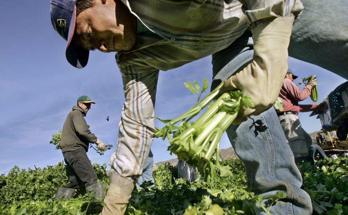 10 compañías que contratan más trabajadores agrícolas en Estados Unidos